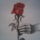 My_hand_my_rose_1058660_5076_t