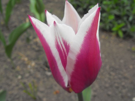Tulipán 1
