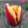 Tulipan_2_1058405_2143_t