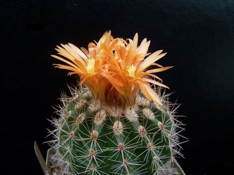  Parodia paulii