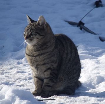 Picur felnőtt ivartalanított macskaként