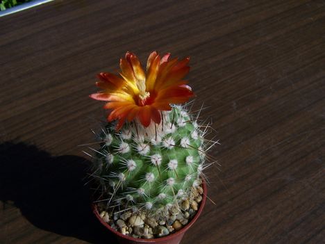  Parodia crucinigricentra