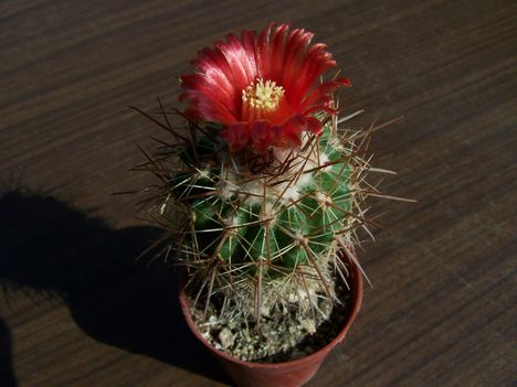  Parodia maasii