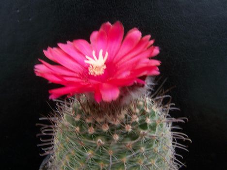  Parodia spahiosa