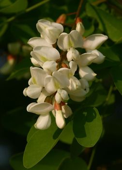 Fehér akác virágja