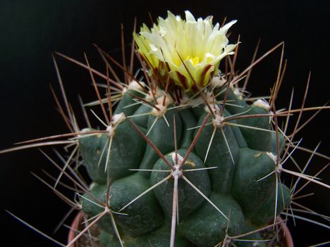  Thelocactus krainzianus