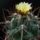 Thelocactus_krainzianus_1593187_1377_t