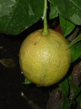 csíkos citrom