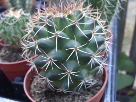 Kaktuszaim 15