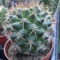 Kaktuszaim 15