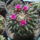 Kaktuszaim_1_1595482_9242_t