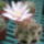 Kaktuszaim_2_1595483_2326_t