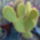 Kaktuszaim_5_1595486_8518_t