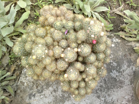 Kaktuszaim 9