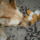 Trudi_vs_allatok_kiralya__1595181_7136_t