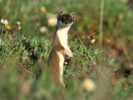 16.Weasel_(Menyet)