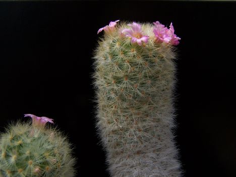  Mammillaria carmenae rózsaszín virgú