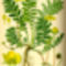 Illustration_Potentilla_anserina0 Libapimpó