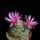 Mammillaria_insularis_1597321_4197_t