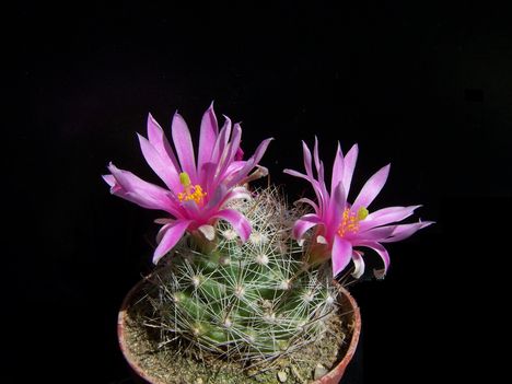 Mammillaria insularis