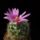 Mammillaria_schmollii_1597923_2177_t