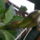 Solandra_maxima_orias_aranykehely_1597505_4592_t