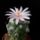 Turbinicarpus_klinkerianus_1597332_2287_t