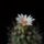 Turbinicarpus_krainzianus_1597952_2187_t