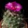 Turbinicarpus_roseiflorus_1597945_3467_t