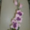 orchideám 3