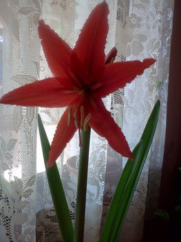 Hippeastrum x johnsonii 1