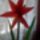 Hippeastrum_x_johnsonii_1_1599659_7933_t