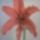 Hippeastrum_x_johnsonii_2_1599660_9507_t