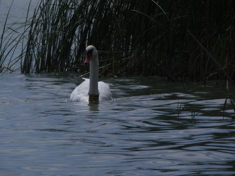 A Balatonnál... 10