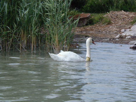 A Balatonnál... 1