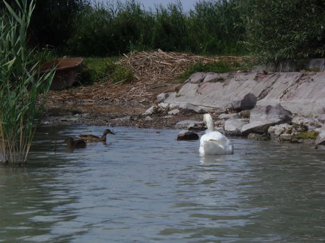 A Balatonnál... 20