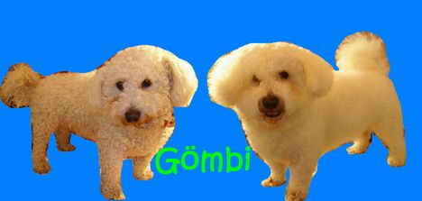 Gombi