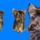 Kozmetika_elott_es_utan_zorro_1_159178_53508_t