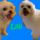 Lili_bolonyez_moli_anyja_kozmetika_elott_es_utanna_159200_85491_t