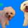 Molly_bolonyez_kozmetika_elott_es_utanna_159150_37597_t