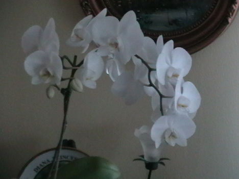 orchideák 004