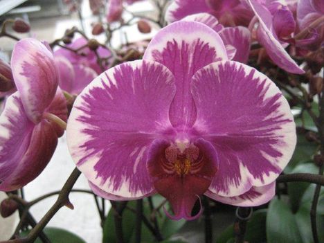Phalaenopsis 'Pride of Ben Yu'