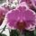 Phalaenopsis_pride_of_ben_yu_1059013_4892_t