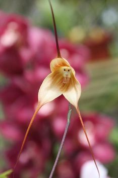 ez is orchidea