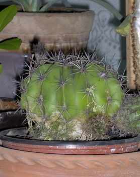 kaktusz (fekete cöjös izével =) )
