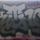 Kitno_tqe_1005212_4989_t