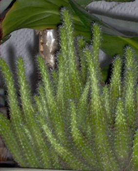 Kuktuszom 