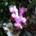 Lepke_orchidea-019_1005424_9164_t