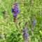 Mezei zsálya - Salvia pratensis