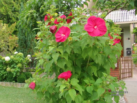 Mocsári hibiszkusz 8 , 170cm magas